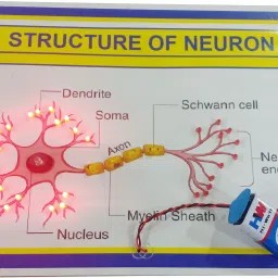 Structure of Neuron Biology Working Project Running Light School Model 10 &12-image-40