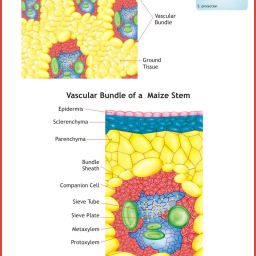 Monocot Stem Chart Paper Print-image-6