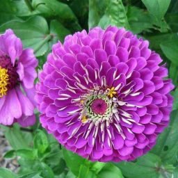 All Colour Mix Zinnia Flower Seeds For Home Garden Combo Seed-image-43