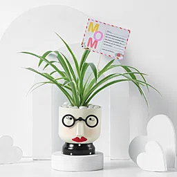 Charming Spider Plant for Mothers Day-43