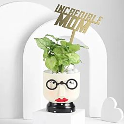 Golden Syngonium Gift for Mothers Day-31