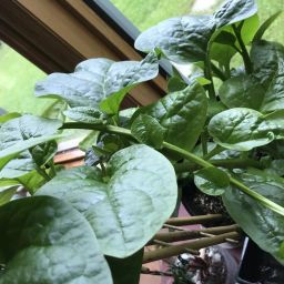 ™ malabar spinach vegetable seeds for home Seed-image-104