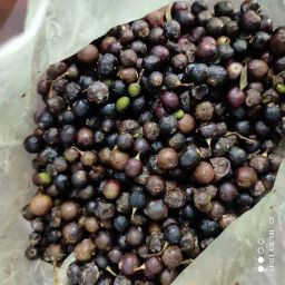 kari leaves seeds for plant/curry leaves seed 20 Seed-image-75