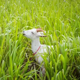 ™ cow|goat grass seeds,hybrid sorghum sudan grass seeds for farming Seed-image-45