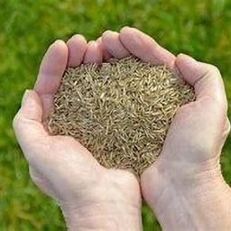 mexican lawn grass seeds/Lawn Grass Seeds 1200 Seed-image-55