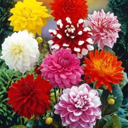 hybrid dahlia mixed flower seeds garden Pack of 24 Seed-16