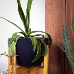 harla arts Echoing Eternity (Large) Black Porcelain Floor Planters With Stand-picture-15