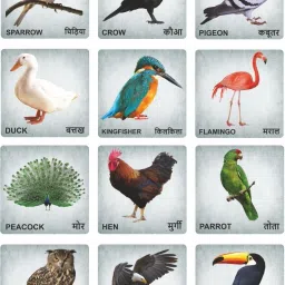 Birds Wooden Flash Cards Hindi English Educational Learning Cards for Kids-image-48