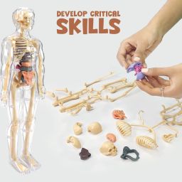 DIY Human Body Anatomy Kit – Transparent Body Puzzle Toy for Kids-image-103
