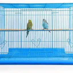 High Quality Powder Coated 2 Feet Blue Color Love Birds Cage Bird Cage-image-57