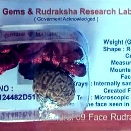 100% Genuine 9 Mukhi Nepali Rudraksha Nine Faced Rudraksh With LabTested Sterling Silver Wood-image-67