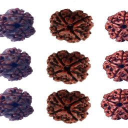 2,3,4,5,6 mukhi rudraksha lot of 15 pcs 3 pcs each Shell-image-23