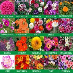 20-Flower Seeds Combo Mix Seed-image-3