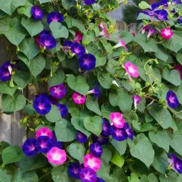 Morning Glory, Climbers, Vines Seed-image-20