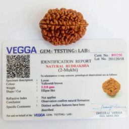 2 mukhi rudraksha nepali 100% pure men and women Wood-image-59