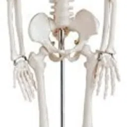 Articulated Skeleton Model Attached With Stand, 85cm Brand: WKM-image-78