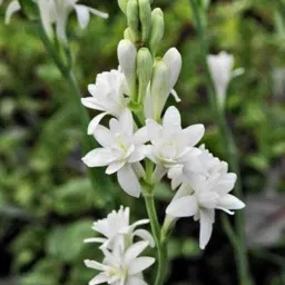 Rajanigandha flower seeds/Tuberose flower seeds 5 Seed-image-6