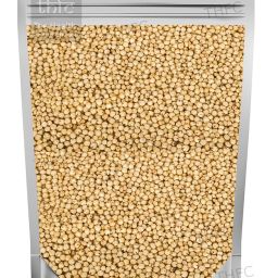 White Sorghum - Jowar - Jawari Grains Seed-image-91