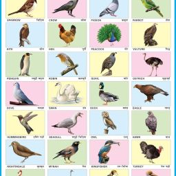 Birds Chart for Kids, Early Learning Educational Wall Chart for Children 30 x 20 Inch Laminated, Non Tearable Waterproof Wall Pasting Chart Canvas Art-17