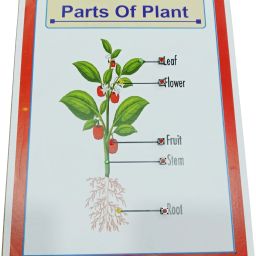 Parts of Plant With LED Light Biology Working Science Project-image-1