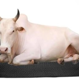 A58Black Cow Mat For all animals, BPA Free, Easy Clean And Waterproof Size 8*5 | Cow, Hamster Pet Mat-image-88