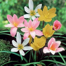 Gardener Bhabi Rain Lily Mix Flower Bulb Seed-image-6