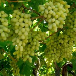 Grapes Fruit Seed-image-11