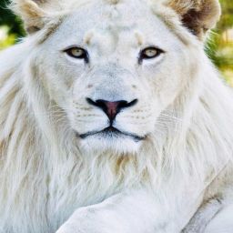 lion white digital reprint clip board exam pad (14 x 10 Inches) premium quality ( wood )-32