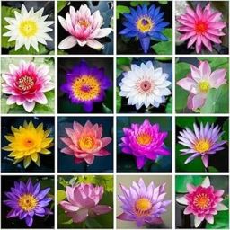 ™ Exotic japanese rainbow lotus flower seeds,Premium Seed-image-24
