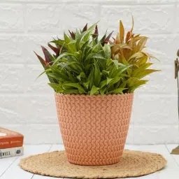 gold dust Peach Plastic Desk Pot-picture-39