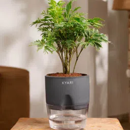 kyari Aralia Green Plant With Self Watering Pot - Grey-picture-46