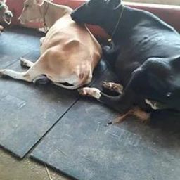 Cow Mat Waterproof Rubber Mat 8*5 Feet BPA Free_For_Horse | Cow, Dog, Hamster, Guinea Pig, Miniature Pig Pet Mat-39