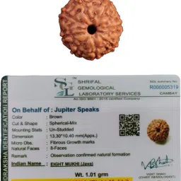 Lab Certified 8 Mukhi Rudraksha Indonesia (Eight Faced Rudraksha Bead) for Men & Women Wood Pendant-image-74