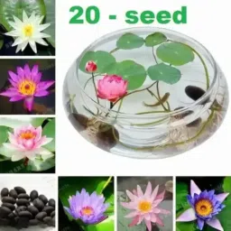 Pink Lotus Seeds Organic Aquatic Water Lilies for Pond Bowl Indoor & Outdoor Seed-image-63