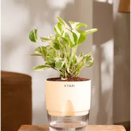 kyari Money Ninchjoy Plant With Pot-Cream-picture-39