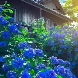 blue climbing rose seeds,rose flower seeds,rose seeds Seed-image-50