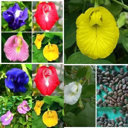 Butterfly pea seeds for planting bij 33 Seed-image-50