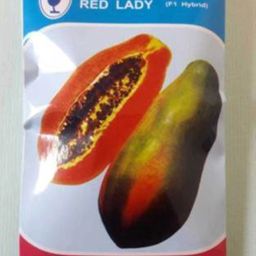 Red Lady 786 Papaya Taiwan Seeds F1 Hybrid Seed( 210 Seeds ) Seed-image-28