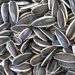 Large Seeds for Gray Parrot,Indian Parrot, Exotic Birds 500g 0.12 kg Dry Adult Bird Food-image-48