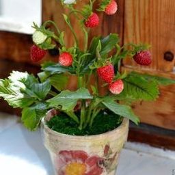 Strawberry Plant-image-46