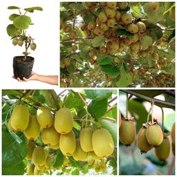 cloud farm Kiwi Plant-picture-17
