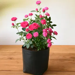 nurserylive Miniature Button Rose Natural Plant in Grow Bag-picture-1
