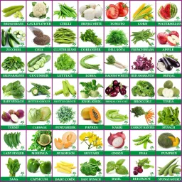 50 Variety MIx Vegetables & Fruit High Germination Seeds Combo Seed-image-21
