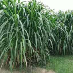 Napier Fodder Grass seed / ELEPHANT GRASS SEEDS ( 150 SEEDS ) Seed Seed-image-11