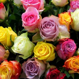 ATS-67 - Mixed Multicolored Rose Flower - (900 Seeds) Seed-image-98
