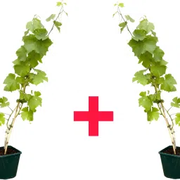 Grapes Plant-image-52