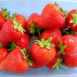 Strawberry Seed-12