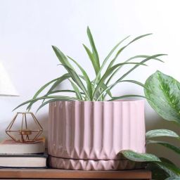 harla arts Fleeting Bliss (Medium) Pink Porcelain Floor Planters-picture-40