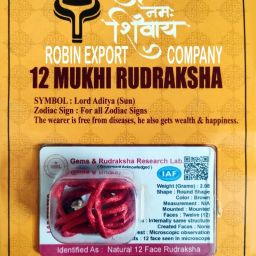 12 Mukhi Nepali Rudraksha Twelve Faced With Certificate Lab Test Sterling Silver Wood-image-1