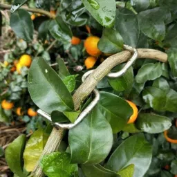 hhbr Tree Branch Puller Branch Bending Tool for Shaping Fruit Tree Branches 10cm long Garden Tool Kit image 4